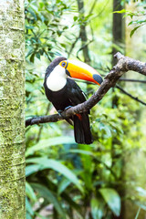 Toucan on the branch in tropical forest of Brazil