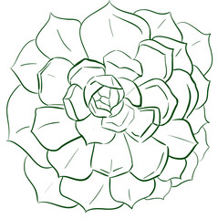 Echeveria contour illustration plant