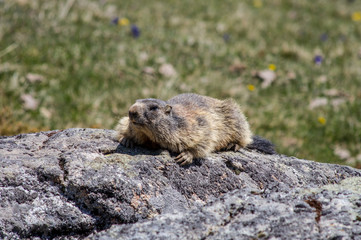 Marmot in the Swiss alps