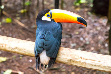 Toucan on the branch in tropical forest of Brazil