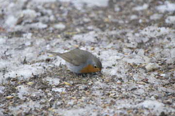 male robin sits in the snow