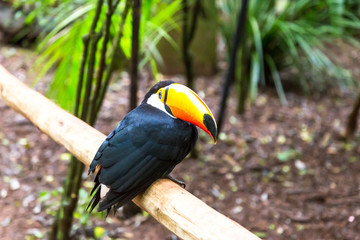 Toucan on the branch in tropical forest of Brazil