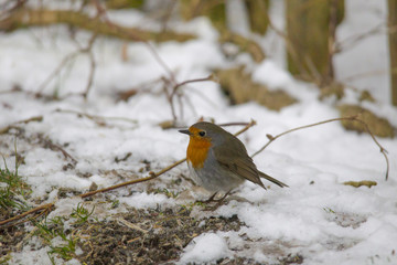 male robin sits in the snow