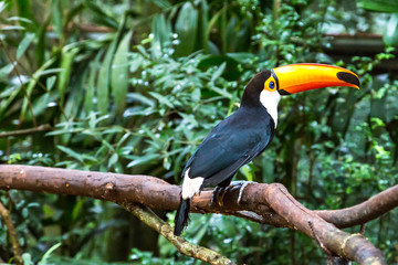 Toucan on the branch in tropical forest of Brazil © marabelo