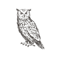 Hand drawn owl. Sketch, vector illustration.