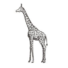 Obraz premium Hand drawn giraffe. Sketch, vector illustration.