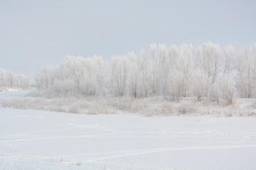 Trees in winter in winter. Beautiful winter landscape. Frost on trees in winter.