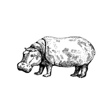 Hand drawn hippopotamus (hippo). Sketch, vector illustration.