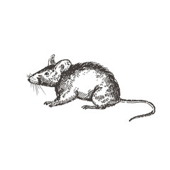 Hand drawn rat or mouse. Sketch, vector illustration.