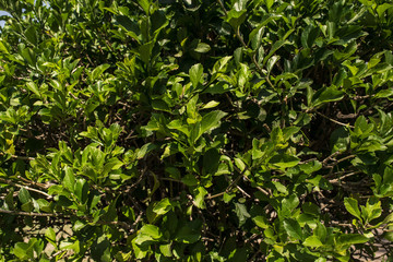 Green Leaves background, textures