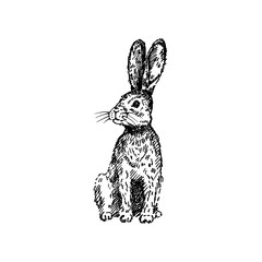 Hand drawn rabbit. Sketch, vector illustration.