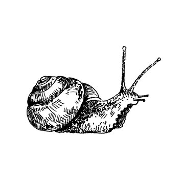 Hand drawn snail. Sketch, vector illustration.
