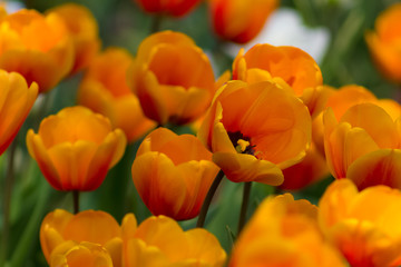 Incredible vibrant field of orange tulips on a spring day.