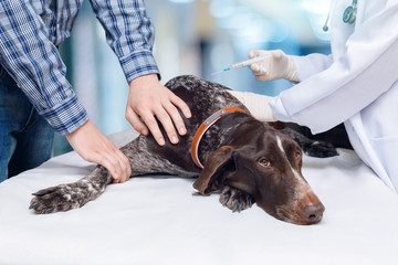 Veterinarian gives an injection to the dog .