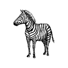 Fototapeta na wymiar Hand drawn zebra. Sketch, vector illustration.