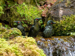 Asian glossy starlings (Aplonis panayensis) cooling themselves during the midday heat in a stream in Singapore Botanic Gardens
