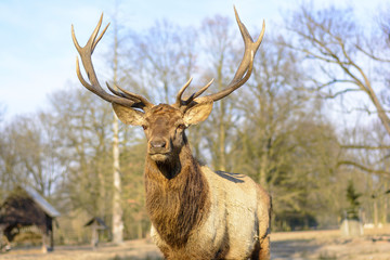 Big brown stag on a meadow at sunset. Life on the farm. Animals at Castle Castolovice. Brown deer in rut