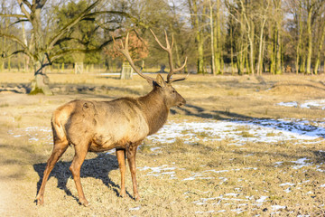 Big brown stag on a meadow at sunset. Life on the farm. Animals at Castle Castolovice. Brown deer in rut