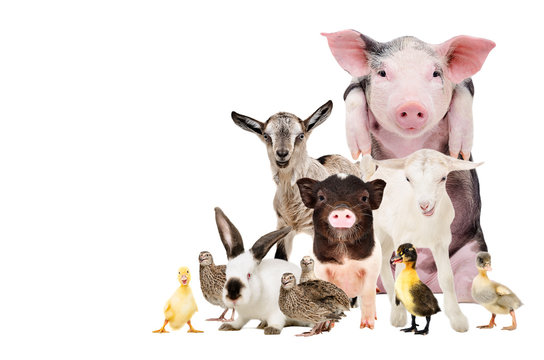Fototapeta Group of cute farm animals together, isolated on white background