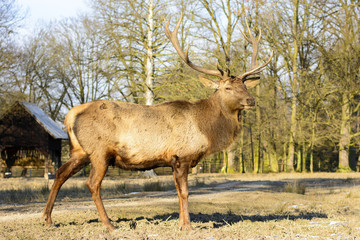 Big brown stag on a meadow at sunset. Life on the farm. Animals at Castle Castolovice. Brown deer in rut