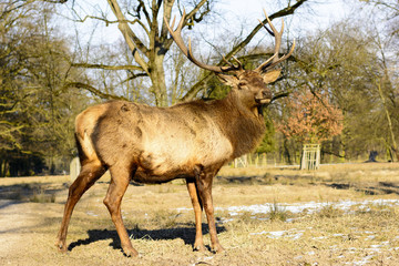 Big brown stag on a meadow at sunset. Life on the farm. Animals at Castle Castolovice. Brown deer in rut