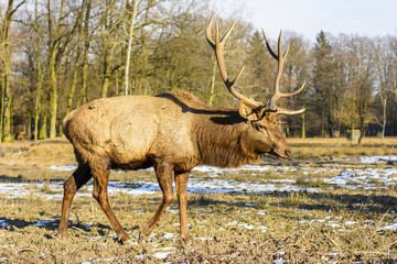 Big brown stag on a meadow at sunset. Life on the farm. Animals at Castle Castolovice. Brown deer in rut
