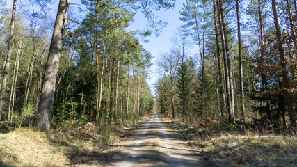 Obraz premium Waldlandschaft