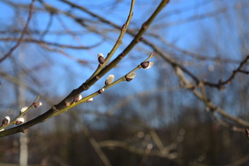 Росток распускается на ветке дерева весной © Oak Ira