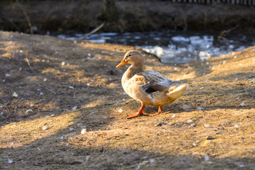 Duck standing on a backyard farm at sunset. Life on the farm. Animals at Castle Castolovice.