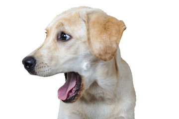 Labrador dog with open mouth, isolated on white background