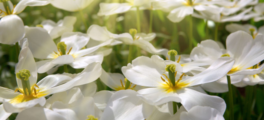 Fototapeta na wymiar White tulips background.