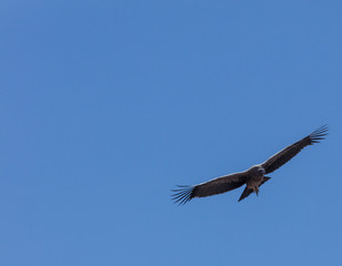 Condor flying  in Peru