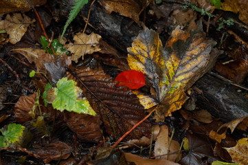 i am red cause i can