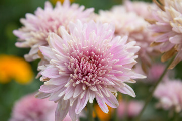 terry chrysanthemum flowers