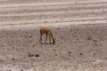 lama Vikunja (Vicugna vicugna)
