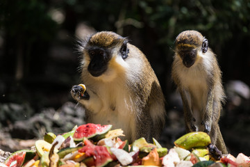 2 Südliche Grünmeerkatzen – Futtersuche