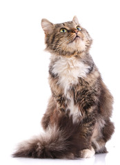 Portrait of a homeless cat. Cat without breed. The unfortunate cat needs help.