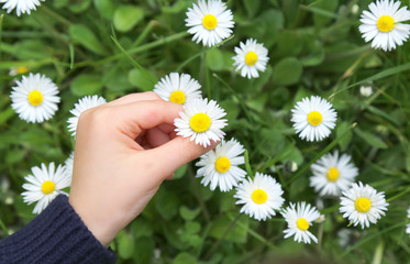 child holding daisy