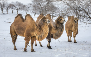 bactrian camels walking in a the winter landscape of northern Mongolia