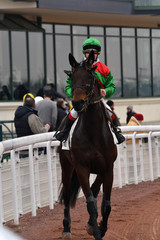 trot monté
