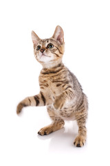 Kitten on a white background. The cat is on the hind legs. A playful kitten on a white background.