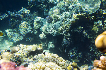 Naklejka na ściany i meble Bright corals on the bottom of the Red Sea
