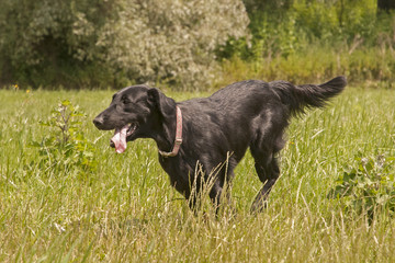 Flat-Coated Retriever