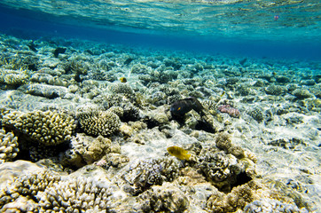 Fototapeta na wymiar Underwater landscape of the coral bottom with fish