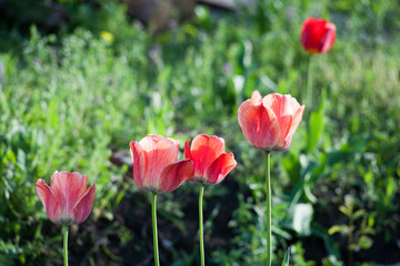 Bright early spring first tulips