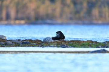 Phoca hispida, Ringed seal. © fotoparus