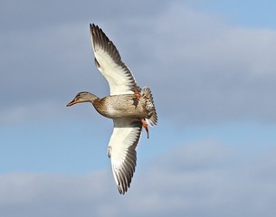 New Mallards 7