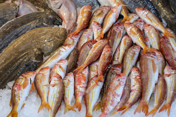 Red striped mullet fishes or Mullus surmuletus on ice for sale in the greek fish shop.