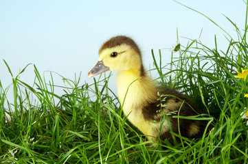Duckling in grass