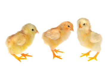 Three chicks